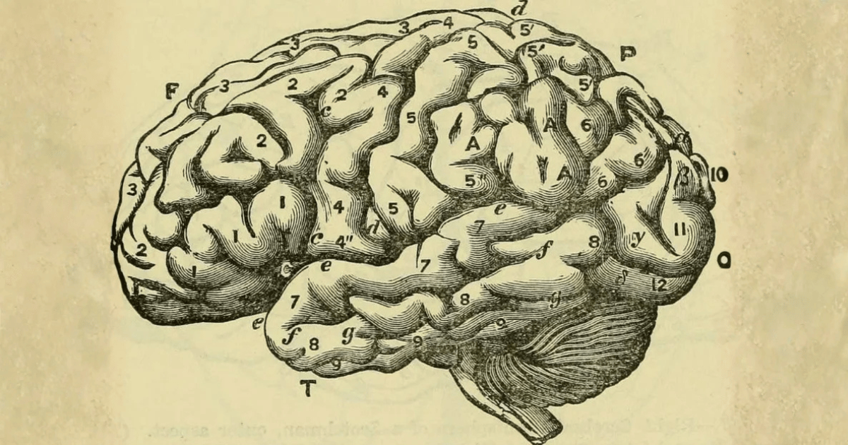 8 abitudini mattutine semplici che aiutano il cervello a essere più lucido, attento e reattivo.